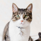 moonglow pet tag in stainless steel